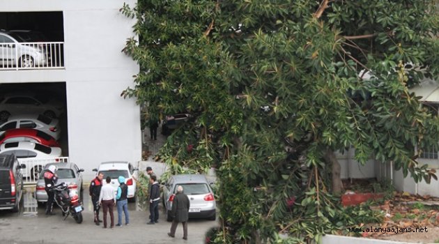 Devrilen Ağaç park halindeki otomobilin üzerine düştü!
