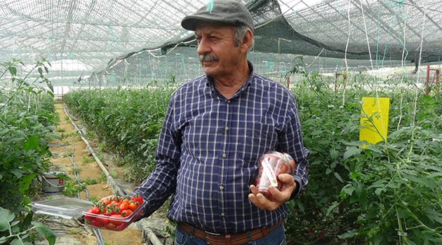 Domateste Alanya Markası Doğuyor