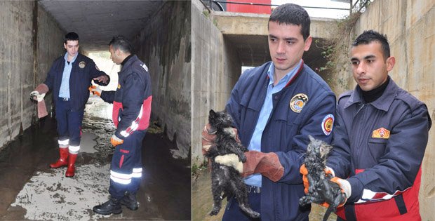 İTFAİYE KEDİ YAVRULARI İÇİN SEFERBER OLDU