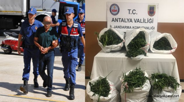 Jandarmadan uyuşturucu tarlasına şok operasyon