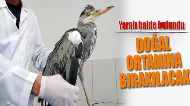 Kanadı Kırık Balıkçıl Kuşu Tedavi Altına Alındı