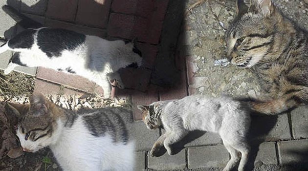 Kedi Katliamında Rus Gözaltına Alındı