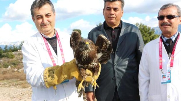 Avcı vurdu veteriner tedavi etti