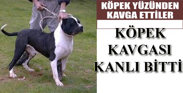 KÖPEK KAVGASINDA KAN AKTI!