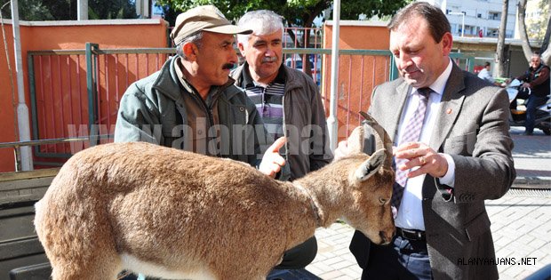 KÖPEKTEN KAÇAN YABAN KEÇİSİNİ KÖYLÜLER KURTARDI