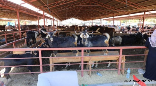 Kurban kesimi için randevular yarın başlıyor