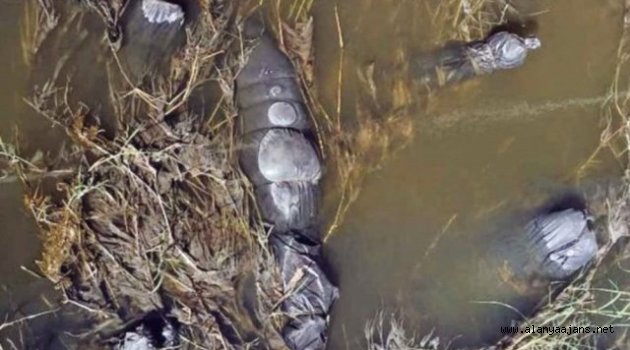 Meksika'da Siyah Poşetler İçinde 19 Ceset Bulundu