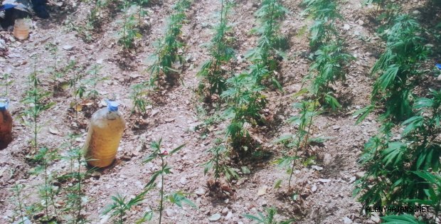 ORMANA KENEVİR TARLASI YAPMIŞLAR