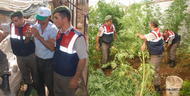 SALATALIK SERASINA KENEVİR BASKINI