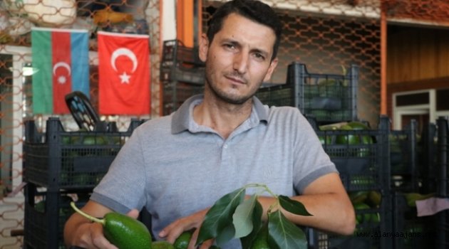 Sevilgen: İthal avokadonun önünü keselim
