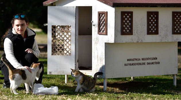 Sokak Kedilerine Minyatür Konak