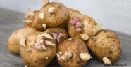 Dikkat! Filizlenen patates öldürebilir