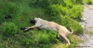 Alanya’da pati isimli köpek zehirlenerek öldürüldü!