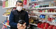 Alanya'da avokado çekirdeği getirene ekmek ücretsiz!