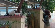 AK Kadınlar sokak hayvanları unutmadı
