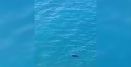 Akdeniz Foku Alanya'da görüldü
