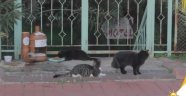 Alanya Ak Gençlik sokak hayvanlarının yanında