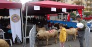 ALANYA BELEDİYESİ 4 NOKTADA KURBAN KESİMİ YAPACAK