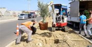 Alanya Belediyesi'nden bitkilendirme çalışması