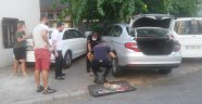 Alanya’da anne kedi, yavrusu kurtarılırken bir an olsun başından ayrılmadı