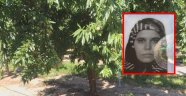Alanya’da badem ağacından düşen kadın öldü!