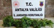 Alanya’da Hint keneviri operasyonu