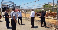 Alanya kurban pazarlarında hareketlilik başladı!