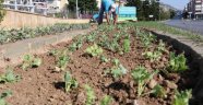 Alanya mevsimlik çiçeklerle donatılıyor