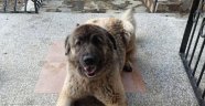 Alanya'da bu köpeği bulana para ödülü!