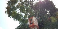 Alanya'da budama yaparken elektrik akımına kapıldı
