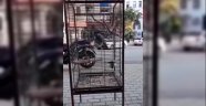 Alanya'da çalınan papağanını getirene 1000 TL verecek!