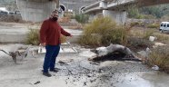 Alanya'da kan donduran görüntü!