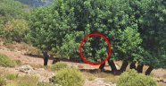 Alanya'da kendisini ağaca asarak intihar etti