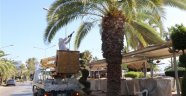 Alanya'da kırmızı palmiye böceğiyle mücadele başladı