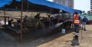 Alanya'da kurban satış pazarları ilaçlanıyor