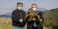 Alanya'da tedavi edilen kartal ve şahinler doğaya salındı