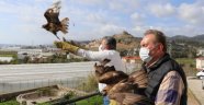 Alanya'da tedavisi tamamlanan 3 şahin doğaya salındı