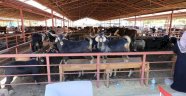 Alanyalı hayvancıları sevindiren haber