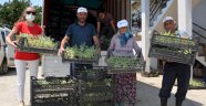 Büyükşehir Alanyalı üreticilere 5 bin adaçayı fidesi hibe etti