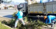 Mahmutlar'da ağaçlar budandı