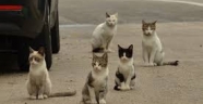 Polisten Yavru Kedi İçin Duyarlı Davranış