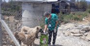Yangından etkilenen hayvanlara Alanya Belediyesi’nden destek