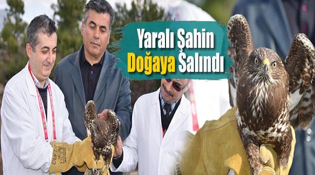 Tedavi Edilen Şahin Doğaya Salındı