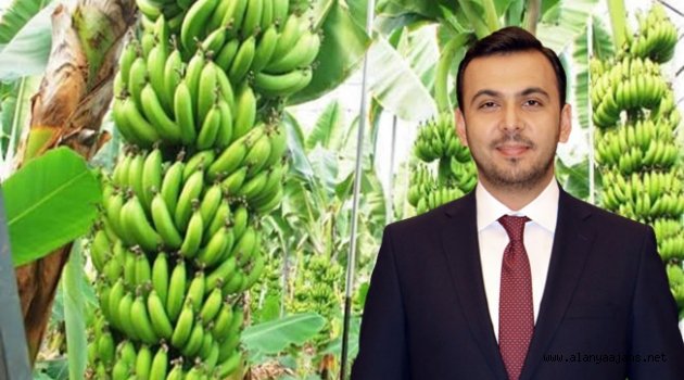 Toklu: Muz üreticisi daha çok korunacak