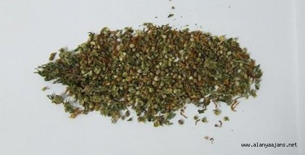 TOSMUR'DA ESRARCILARIN KÖKÜ KESİLMİYOR