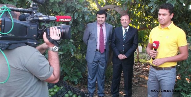 TRT HABER’DE AVOKADO TANITILDI