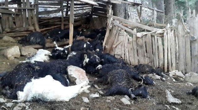 Yıldırım düşmesi sonucu 35 keçi telef oldu