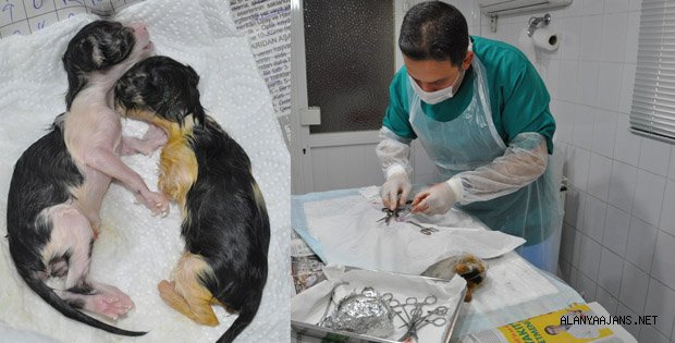 YOL ORTASINDA DOĞUMA VETERİNER MÜDAHELE ETTİ