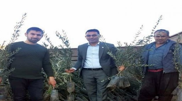 Zeytin fidanlarına Alanyalı üreticiden yoğun ilgi