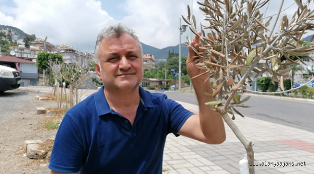 Zeytin fidanlarını kuruttular